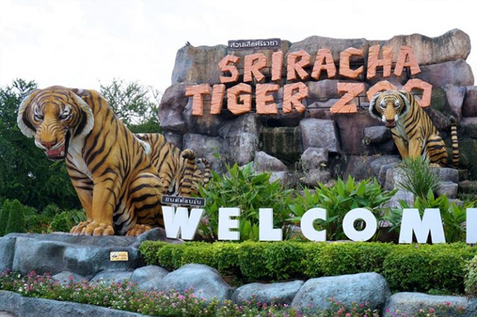 du-lich-thai-lan-Tiger-Zoo
